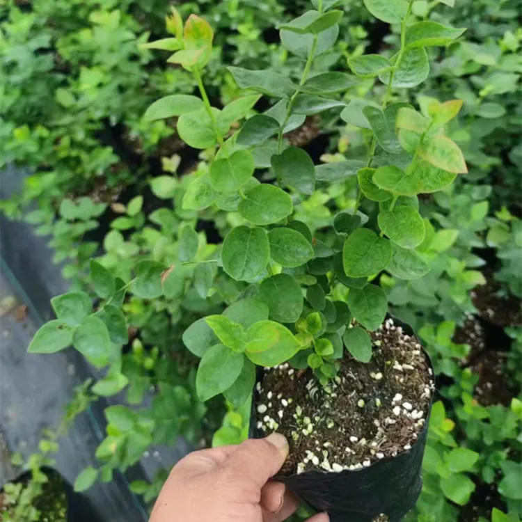 蓝莓苗小钵苗f-6组培苗 原盆原土 盆栽地栽