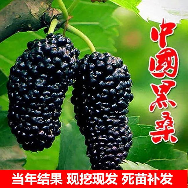 桑葚树苗大果南方种四季食用黑桑葚北方种植桑树大叶苗网红植物