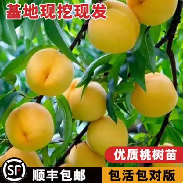 早熟水蜜桃树苗嫁接黄桃树苖树当年结果南方北方种植树苗桃树果苗