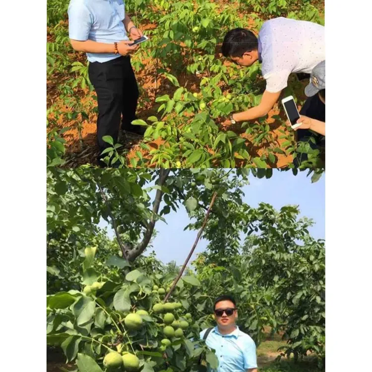 核桃苗8518嫁接苗特大薄皮核桃树苗南北方四季种植果树苗当年结果