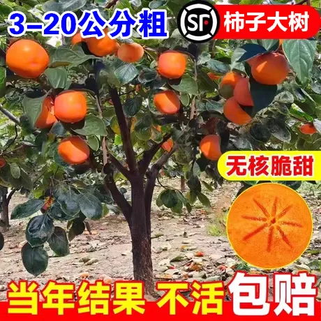 脆甜柿子树果苗盆栽庭院果树嫁接苗南北方耐寒矮化火晶柿子苗果树