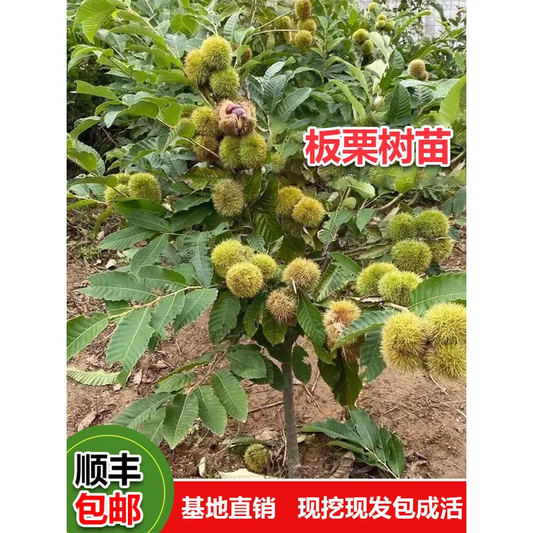 板栗苗树嫁接南方北方庭院种植当年结果特大王中王栗子板栗树果苗
