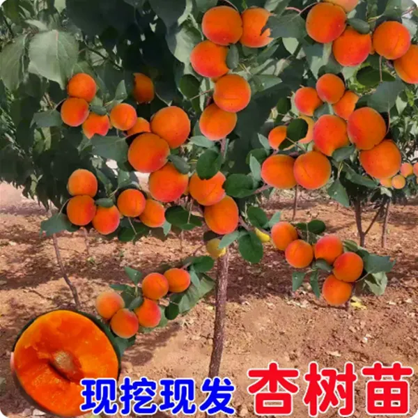 杏树果苗嫁接盆栽杏树苗活苗果树苗庭院种植地栽南方北方杏子苗树