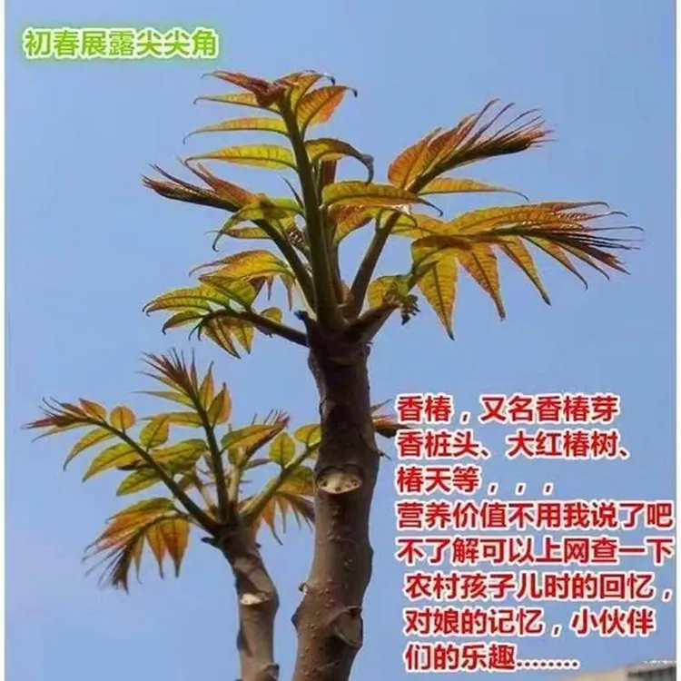 香椿树苖红油香椿苗绿油香椿苗盆栽地栽南方北方种植食用香椿带土