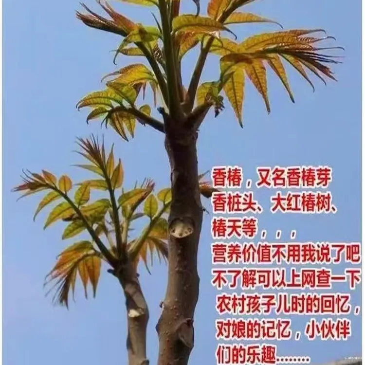 香椿树苖红油香椿绿油香椿香椿芽树苗当年食用香椿地栽盆栽香椿苗