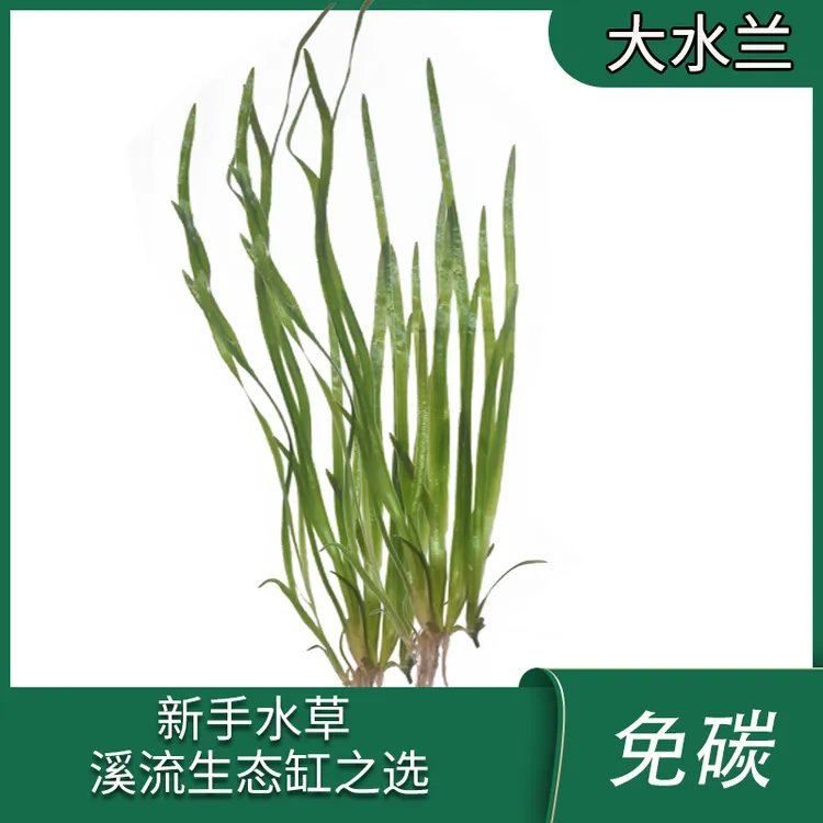 大水兰 小水兰 细叶水兰水草新手溪流缸草缸鱼缸造景美化免碳后景