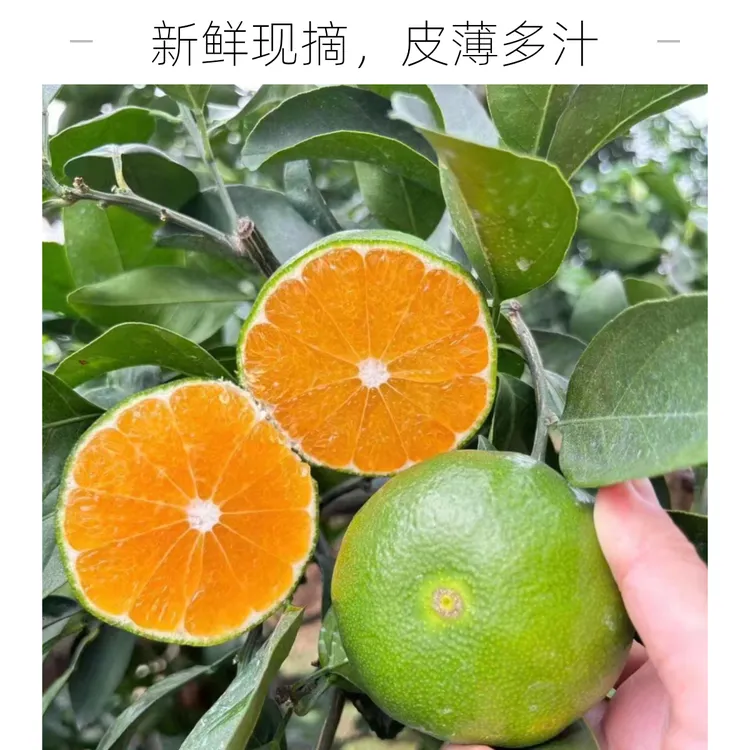 湖北宜昌蜜橘时令应季当季新鲜孕妇水果果园现摘现发酸甜可口包邮