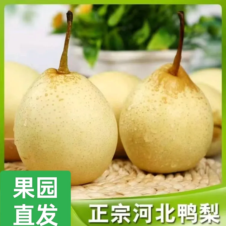 河北晋州水晶鸭梨果园直发酸甜爽口3斤5斤9斤包邮产地直发