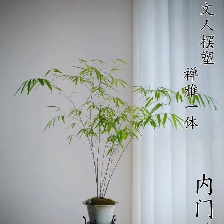  内门竹 养殖观赏竹办公室绿植观赏竹小盆栽桌面盆景养护成品优选