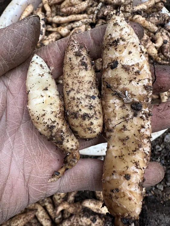 麻农雄哥云南昭通小草坝天麻种子需要蜜环菌搭配才能种