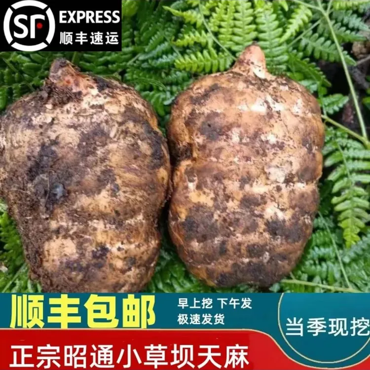 正宗昭通 小草坝高山新鲜乌 麻 三年成熟 煲汤好吃 热卖