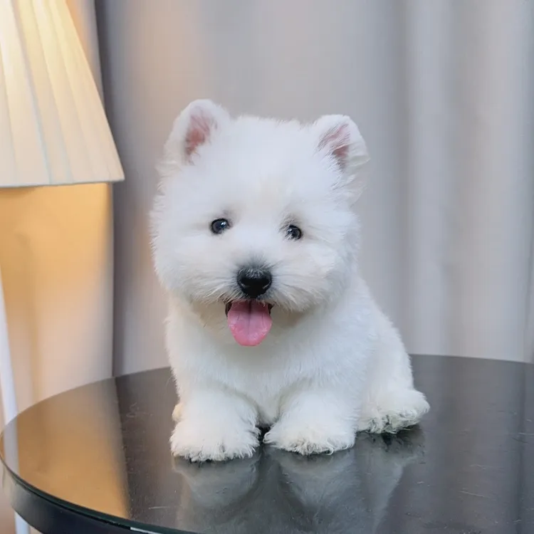 京秦犬业西部高地白梗犬白色软暴毛西高地幼犬活体西高地幼犬出售