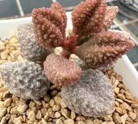 精品荔枝皮多肉 （直播间展示为准）