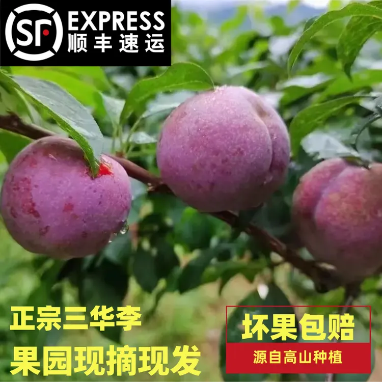 【顺丰包邮】广西正宗三华李现摘现发红心李 新鲜采摘   果园种植