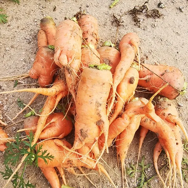 自然农法丑胡萝卜无农残无激素无除草剂湖北发货5斤包邮