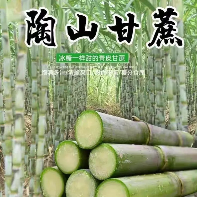 陶山甘蔗新鲜青皮绿皮甘蔗水果应季整箱5斤脆甜精选礼盒 