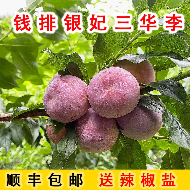 顺丰包邮 信宜钱排银妃三华李新鲜红心李2斤坏果包赔送辣椒盐