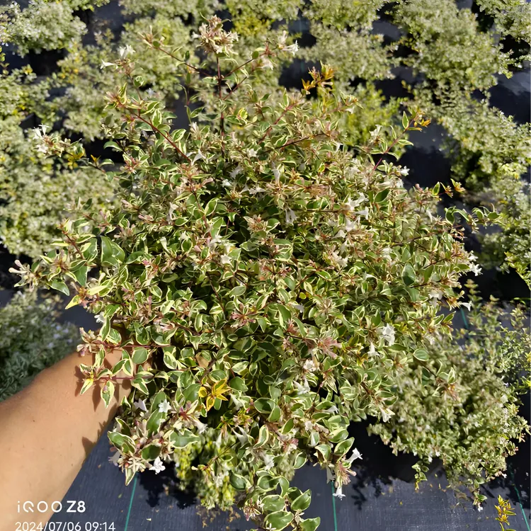 六道木2加仑(日出）