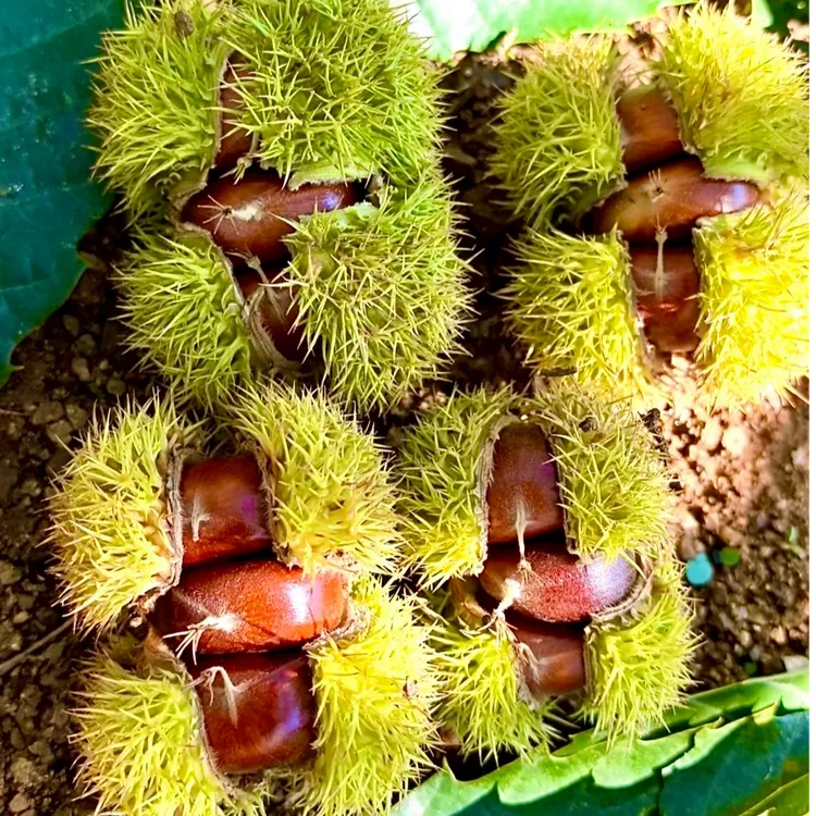 【迁西板栗】2025嫩板栗粉糯好剥皮可口坏果包赔3113产地直发包邮