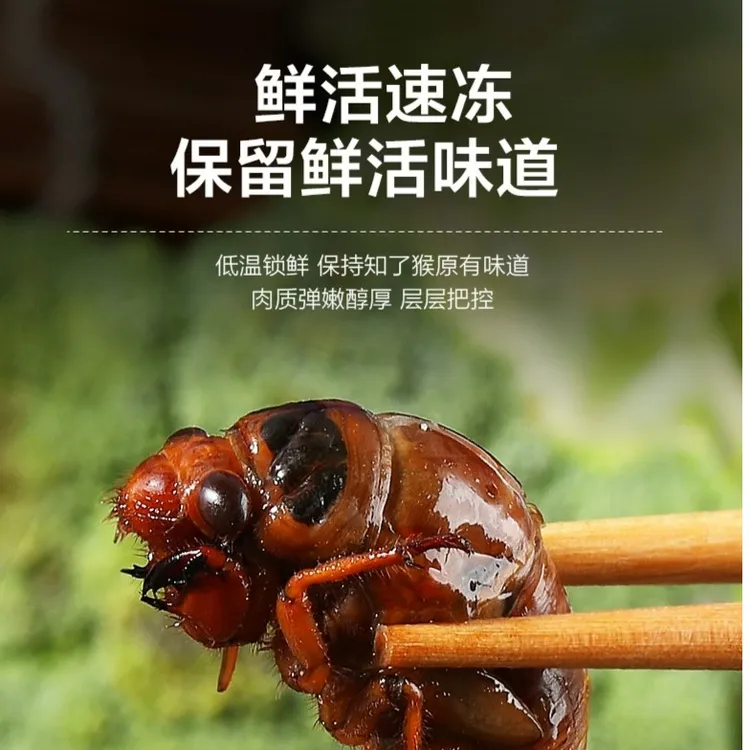 2025年陈佬二现捉知了爬叉解猴顺丰包邮50只100只200只500只新鲜