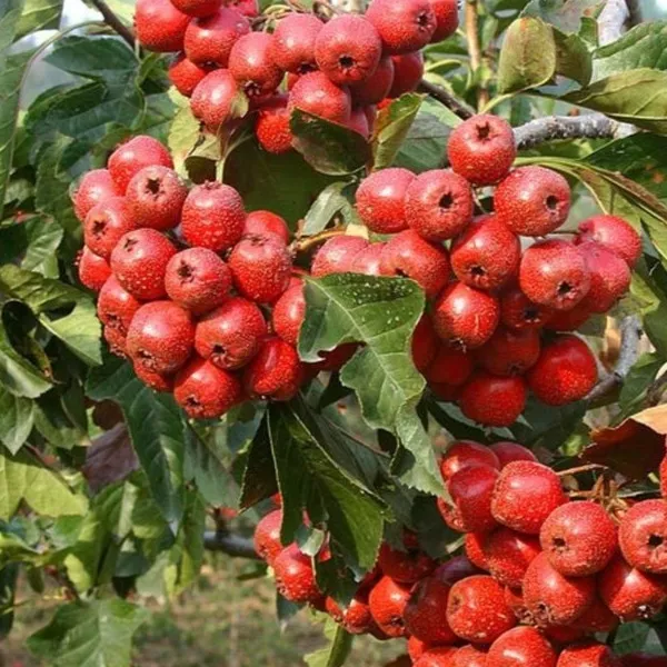 大金星山楂树苗盆栽地栽果树苗适合南北方种植