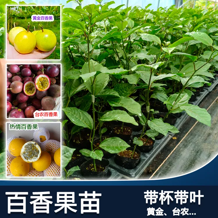 黄金百香果苗嫁接苗台农香蜜百香果苗带杯带叶发货