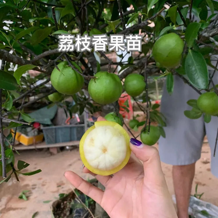 大果山竹苗不带果带土带叶