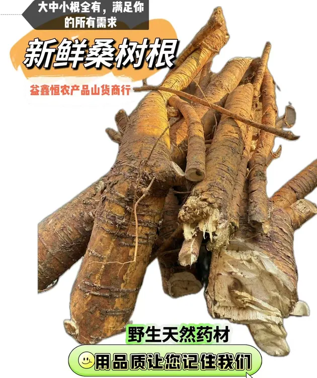 秦岭深山现挖新鲜桑树根正品可煲汤泡酒桑葚根滋补养生多规格可选