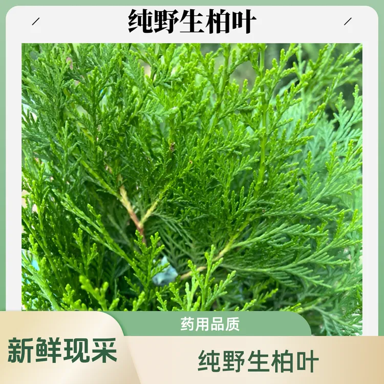 秦岭现摘新鲜侧柏叶中药材自然生长扁柏叶洗头养发柏叶侧柏叶粉