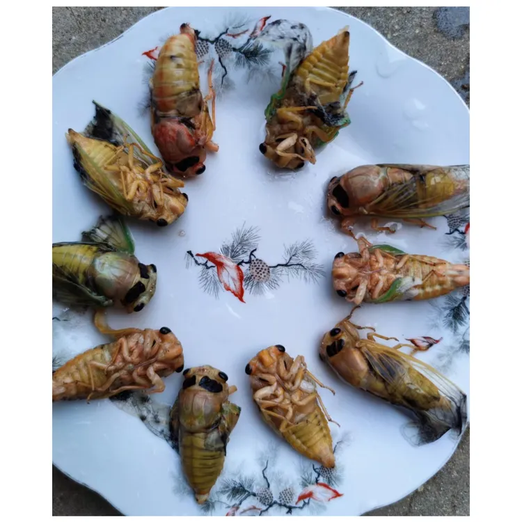 白色嫩蝉爬叉生鲜速冻发货知了蝉蛹开袋即食