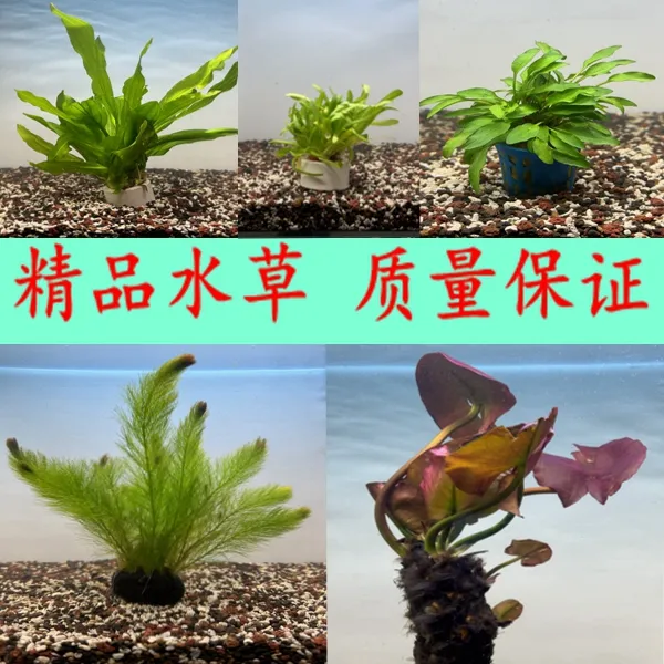 【9.9元水草福利】阴性水草鱼缸水草