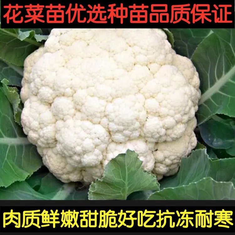 花菜秧苗优选种苗抗冻耐寒耐热清甜爽口花椰菜阳台庭院室内外盆栽