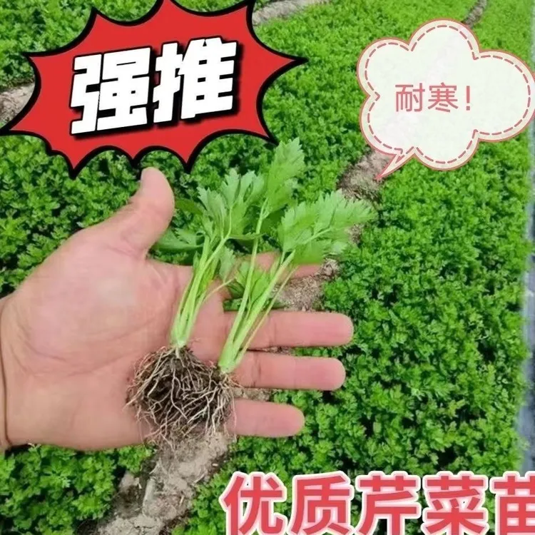 正宗皇后西芹苗菜苗四季小香芹苗阳台庭院种植带土发货