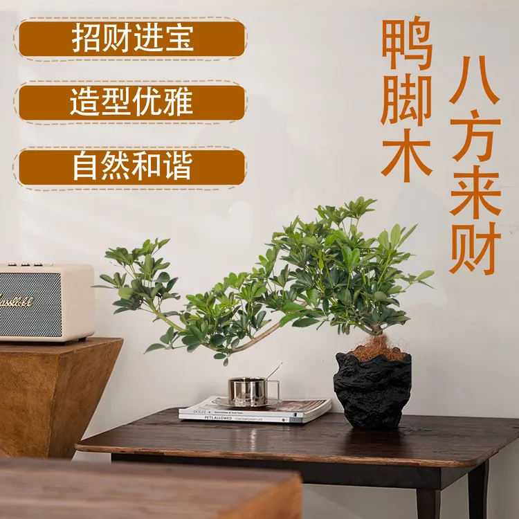 飘逸造型鸭脚木大型室内客厅桌摆绿植盆栽净化空气四季常青好养