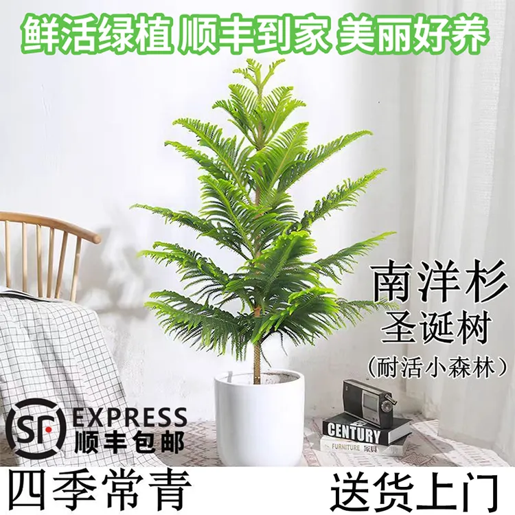 南洋杉圣诞树北欧风室内阳台庭院老桩绿植盆栽四季常绿净化空气