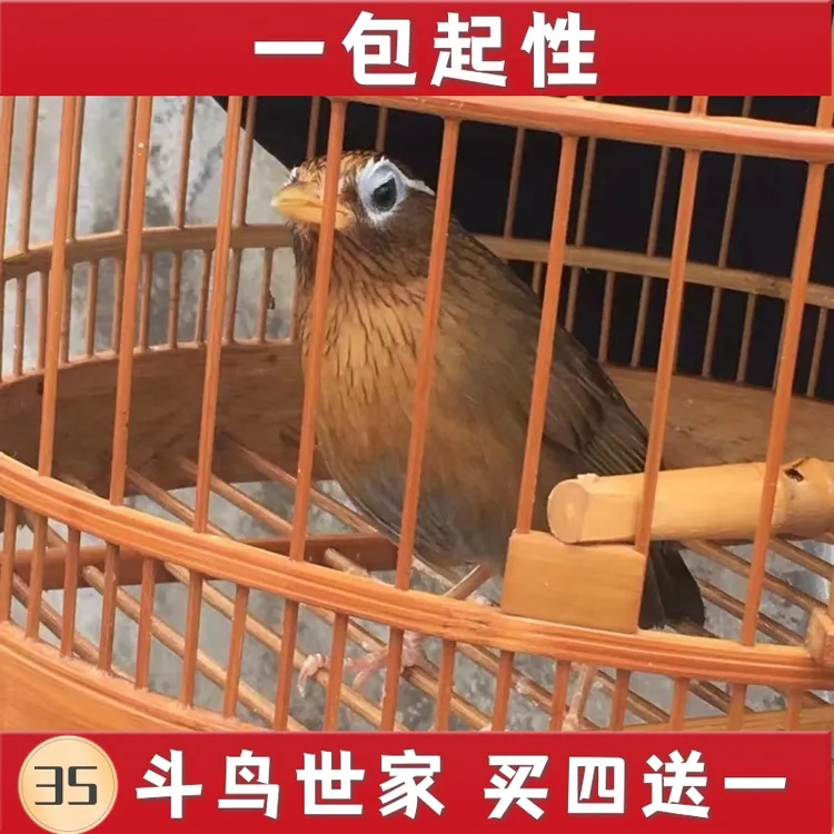 斗鸟世家画眉鸟食提性壮膘促火料饲料斗鸟料营养料唱鸟料打彩包邮