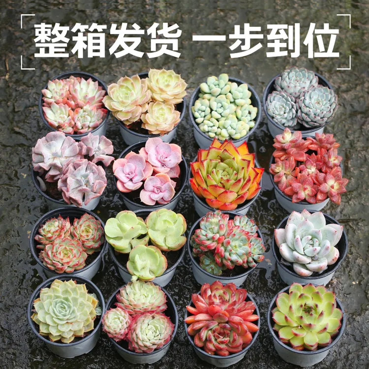 星辰园艺16颗大尺寸多肉植物一整箱含盆带土新手套餐组合多肉大株