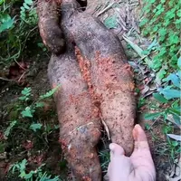 （切断发货 介意的不要下单）农家自种大薯大山药