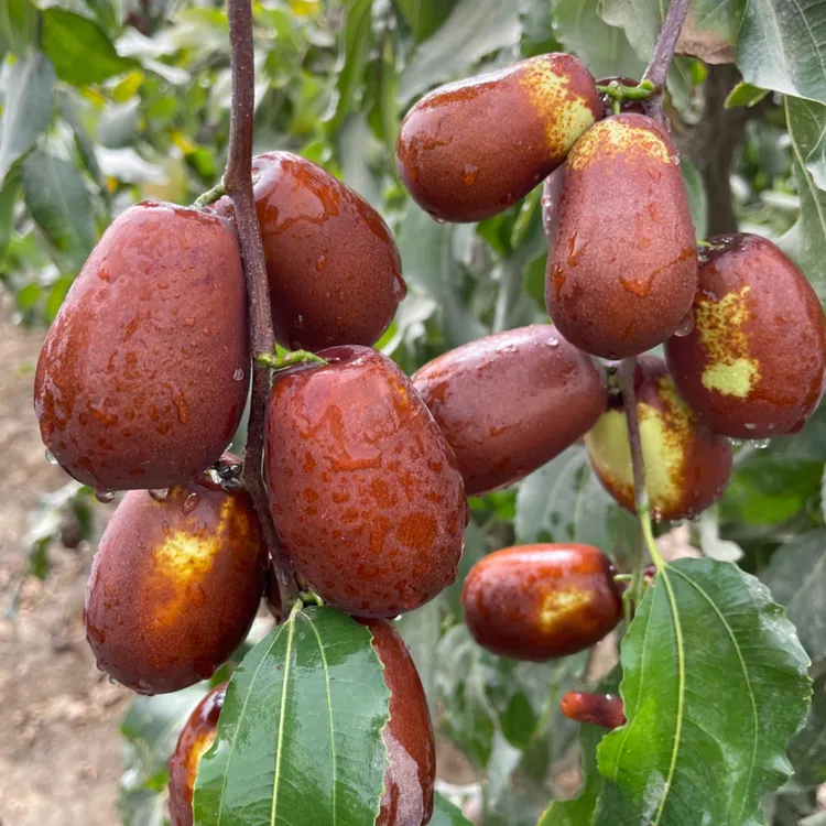 和田鲜枣（适合蒸煮不是脆枣）现摘现发航空发货