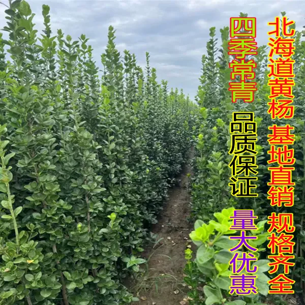 庭院围墙绿篱北海道黄杨树苗大叶冬青苗四季常青篱笆树耐寒不落叶