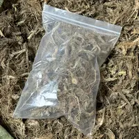 【福利】精选野生地胆头 新货不熏硫 干货特产 广东地胆头煲鸭汤