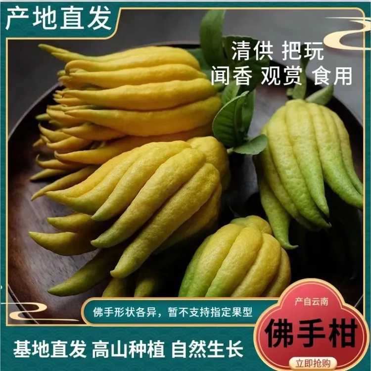 【基地直发】佛手柑佛手果新鲜佛手观赏把玩闻香食用奶茶果鲜果
