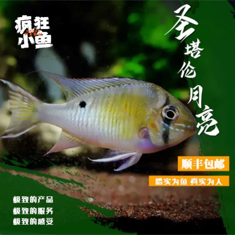 【疯狂小鱼】短鲷/食土鲷合集