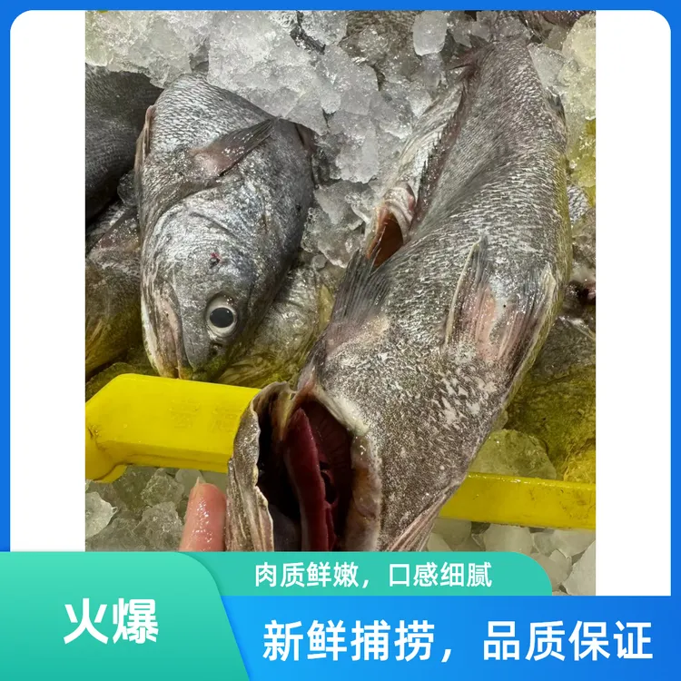 米鱼鮸鱼命鱼新鲜