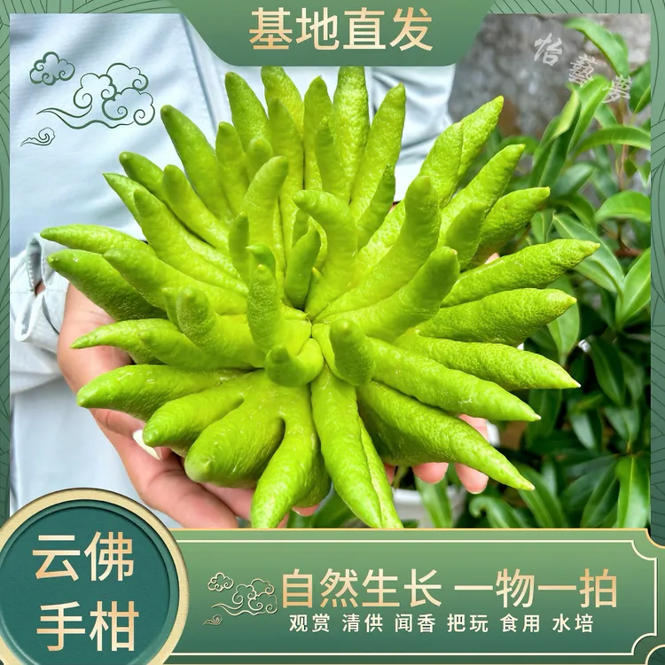 【正价果一物一拍】云南佛手果清供礼佛食用观赏水培佛手柑基地直发