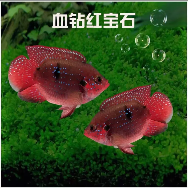 红宝石鱼短雕科新手鱼活体纯种进口饲养