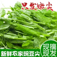 贵州高山新鲜采摘豌豆尖顺丰包邮