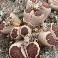精品菊文章红窗菊菊化石多肉植物岛田一物一拍专用链接