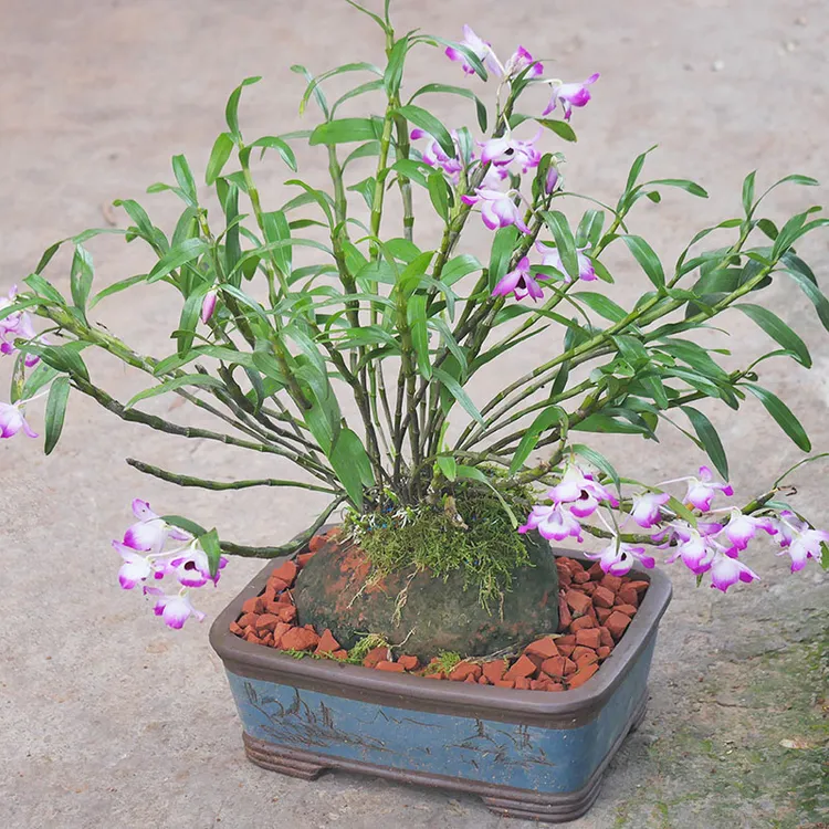 石斛兰种植用品（适合金钗鼓槌米斛等石斛兰科）