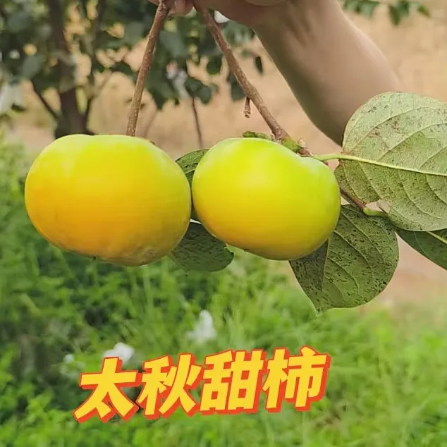 太秋甜柿皮薄无籽鲜香甜产地现摘现发肉厚甜脆即摘即食